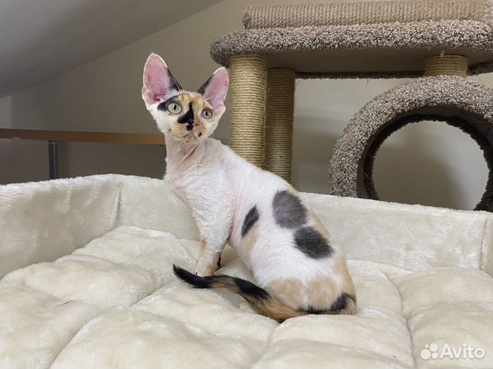 Девон рекс калико кошка