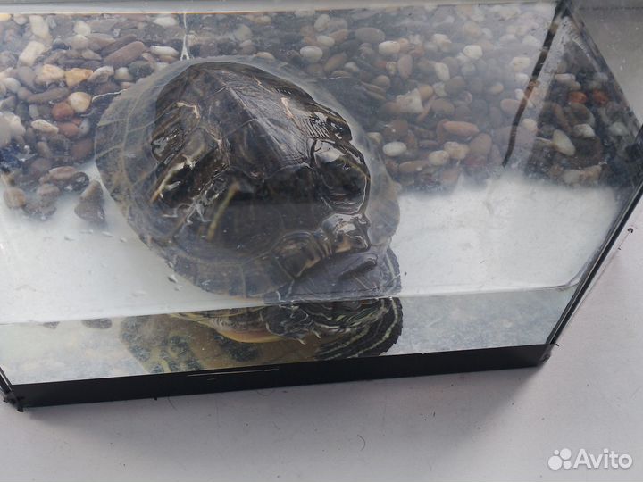 Черепаха