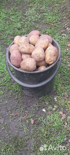 Картофель галла крупный и семянной