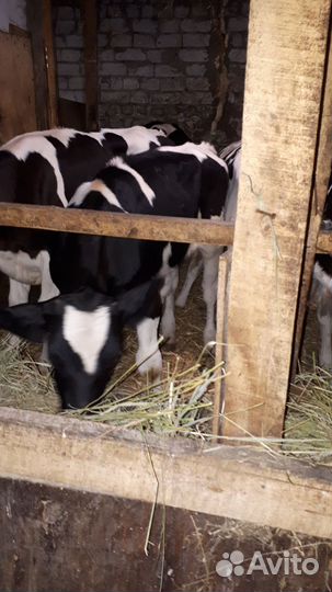 Бычки,телки.Цильна