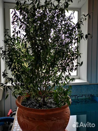 Комнатные растения мирт