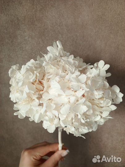 Гортензия стабилизированная