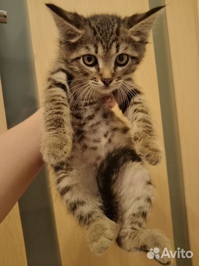 Котята