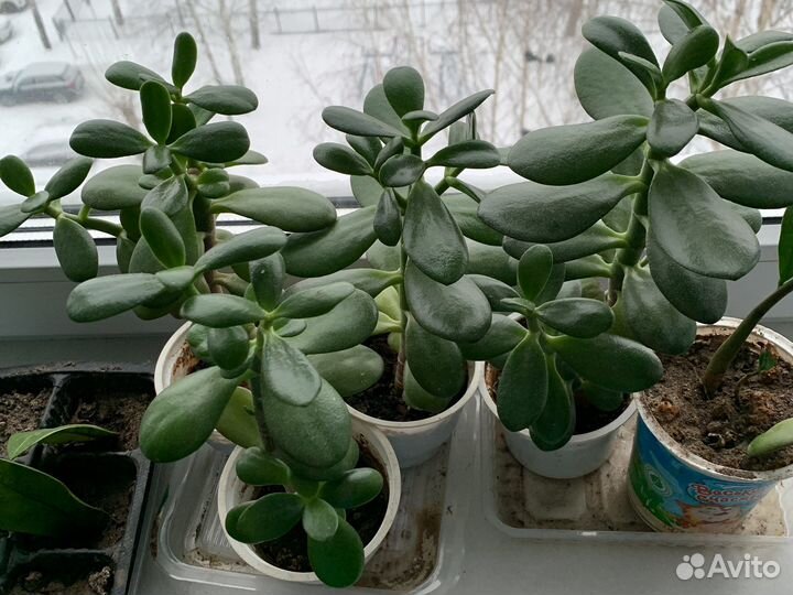 Толстянка. Денежное дерево