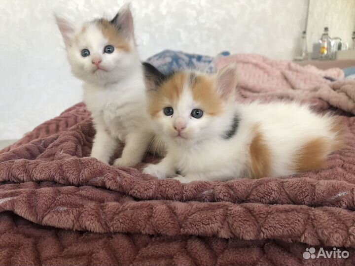 Котята мейн кун
