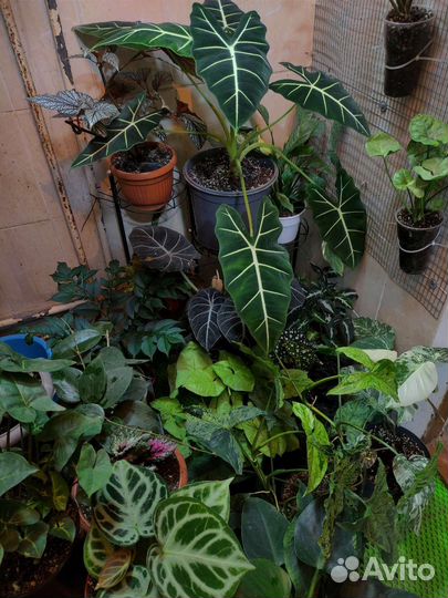 Комнатные и домашние экзотические растения цветы