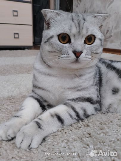 Британская