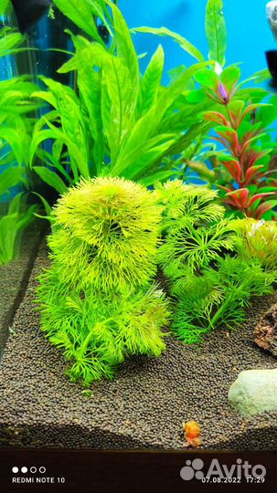 Аквариумные растения. Кабомба, Людвигия, Мох