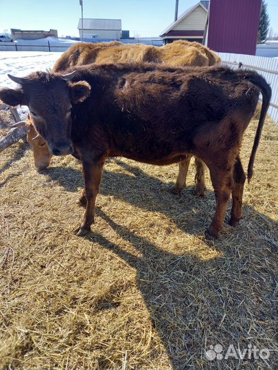 Тёлки, бычки