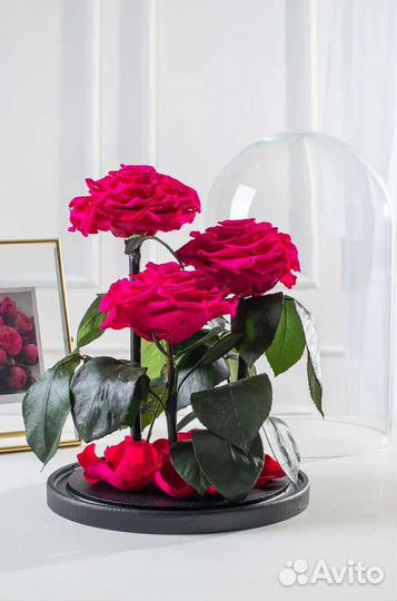Живая роза в колбе