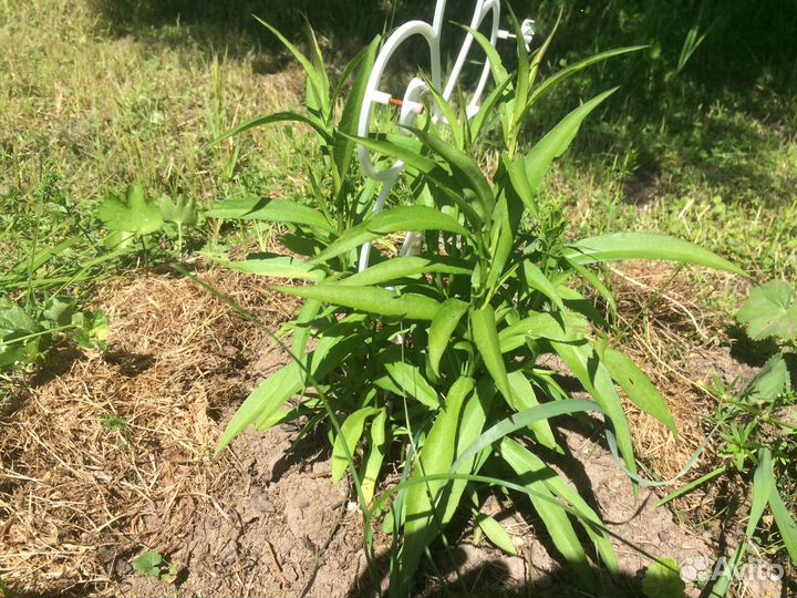 Шаровидная сентябринка (астра новобельгийская )