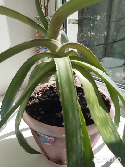 Цветок алоэ