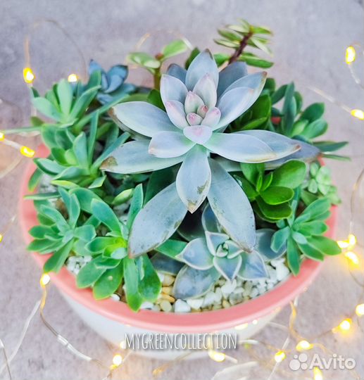 Композиция из суккулентов, садик из суккулентов