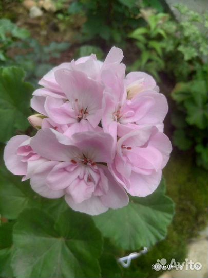 Пеларгония сортовая