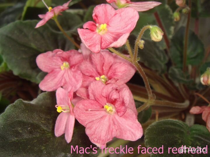 Цветущие фиалки