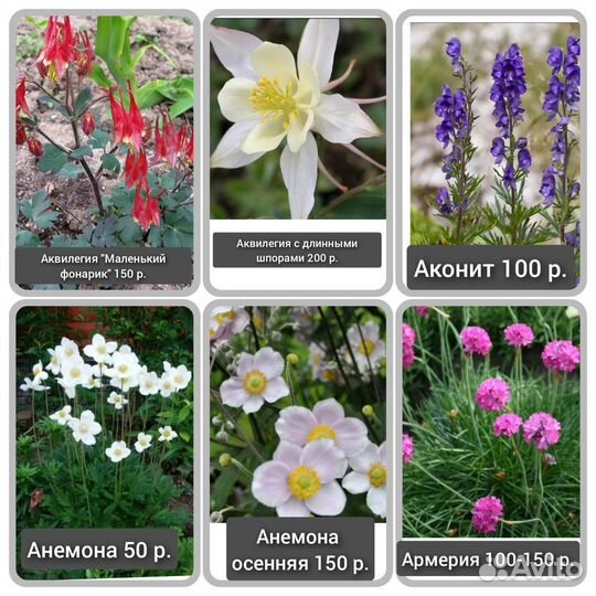 Многолетники (А-М)