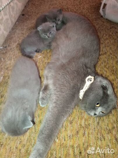 Британские вислоухие котята