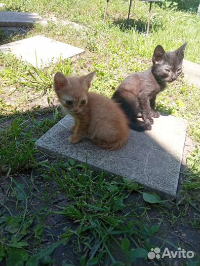 Кошки в добрые руки бесплатно