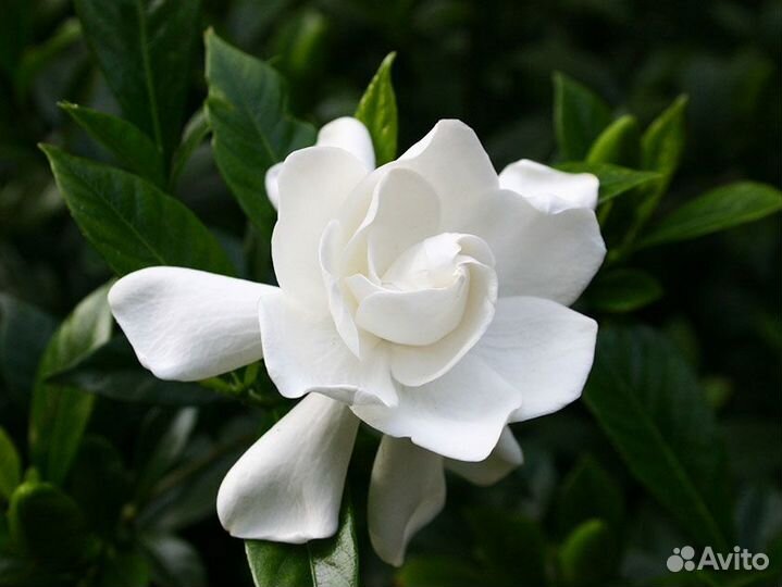 Гардения Жасминовая семена