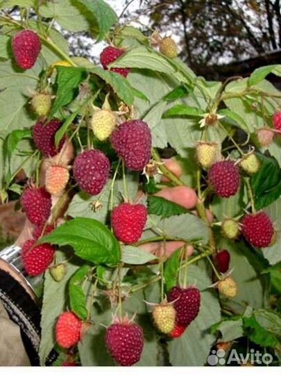 Саженцы малины