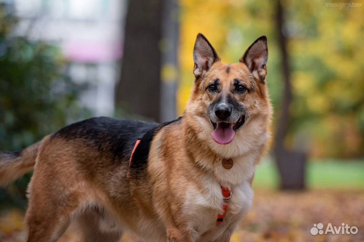 Метис овчарки Юджин в поисках дома