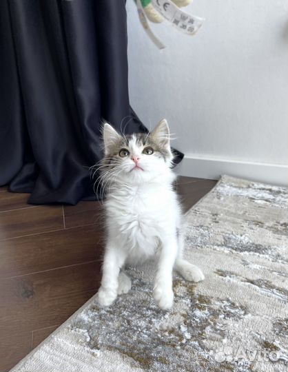 Кошечка Бетти