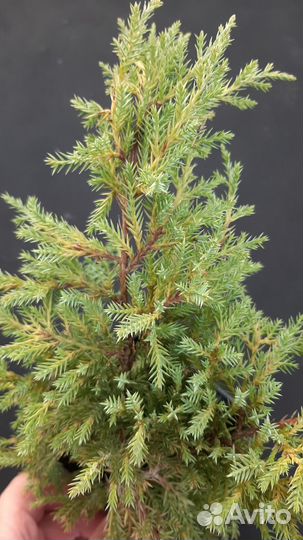 Можжевельник средний Gold Kissen