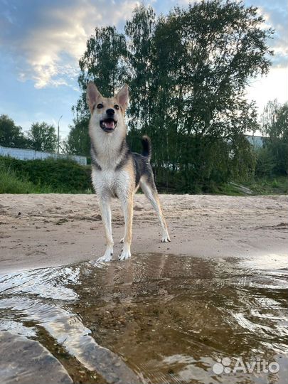 Собака в добрые руки