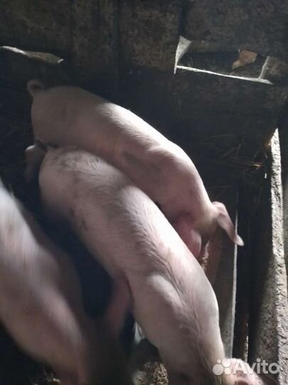 Поросята помесь ландрас дюрок