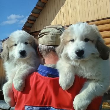 Пиренейская горная собака, щенок