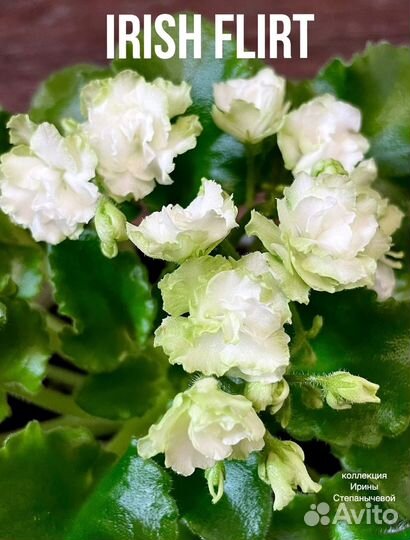 Фиалка лист