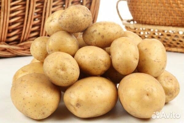 Продам картофель