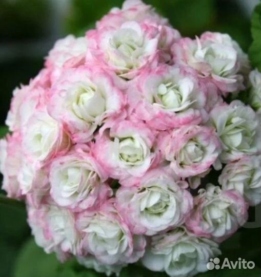 Пеларгония герань сортовая