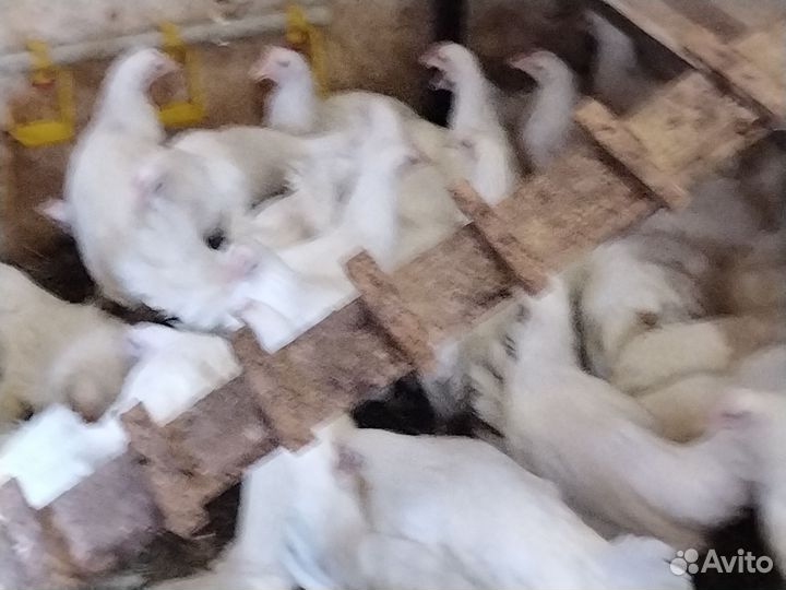 Куры молодки несушки