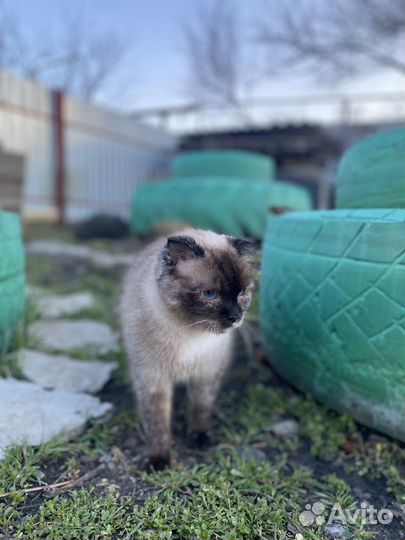 Кошка найдена. В добрые руки