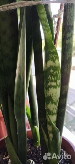 Сансевиерия (Щучий хвост)