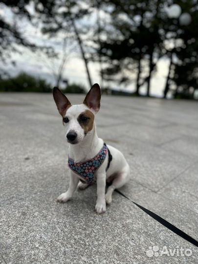 Щенки джек рассел терьер