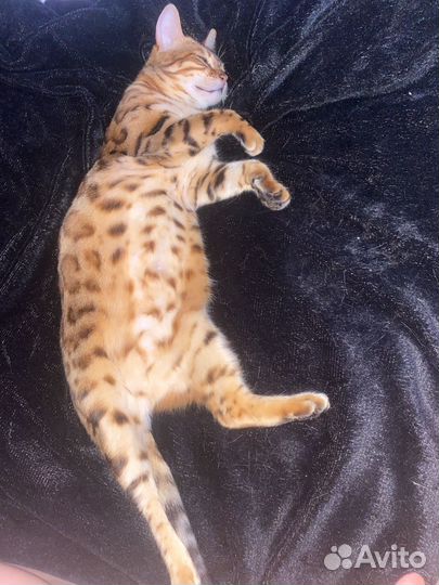 Бенгальская