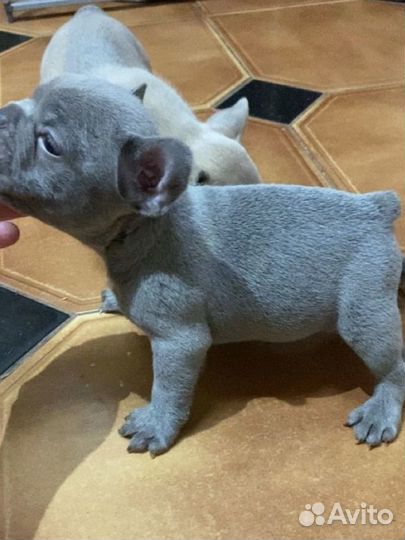 Один на миллион. Кукольный Шедевр