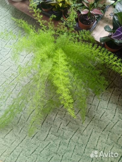 Папоротник