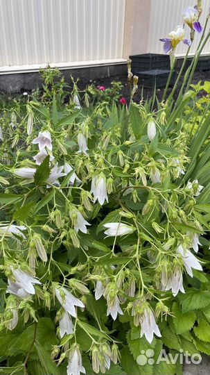 Колокольчики