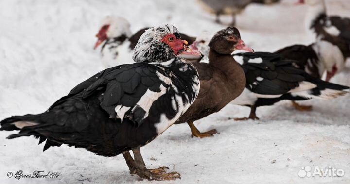 Продаются индоутки