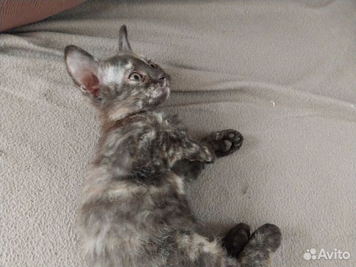 Котята 5р