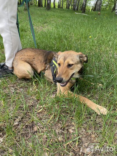 Марта ищет дом, пристраивается в добрые руки