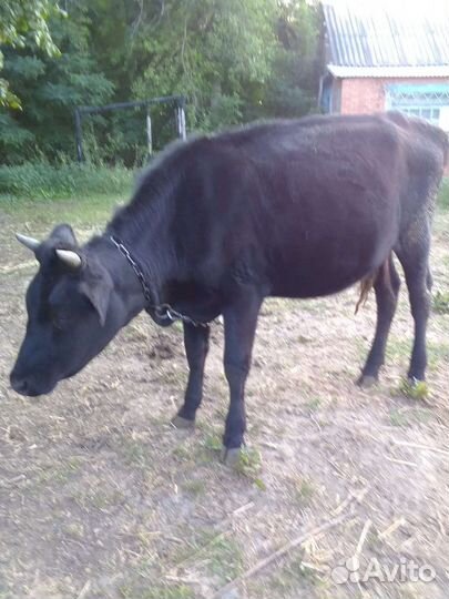 Бычки и телята