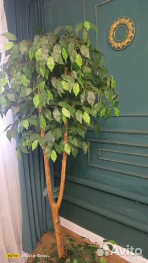 Фикус бенджамина