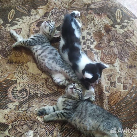 Котята в добрые руки