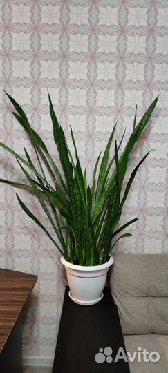 Сансевиерия (щучий хвост)