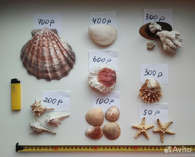 Морские раковины коллекционные