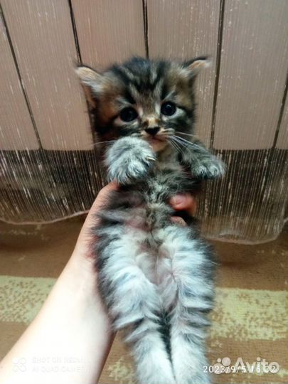 Британские котята